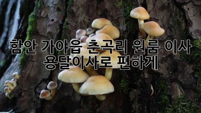 함안 가야읍 춘곡리 원룸 이사, 용달이사로 편하게!